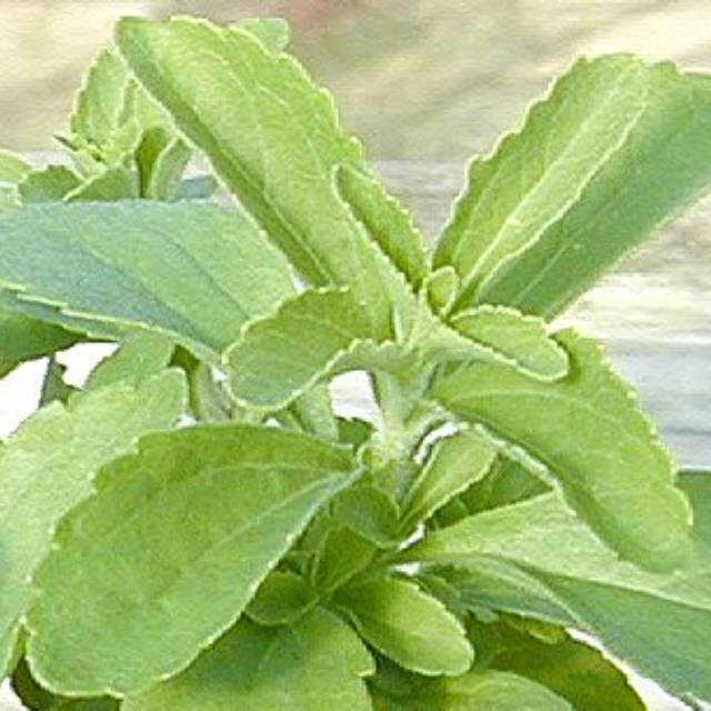 Stevia Rebaudiana Suikerplant Honingkruid Steviaplantjes