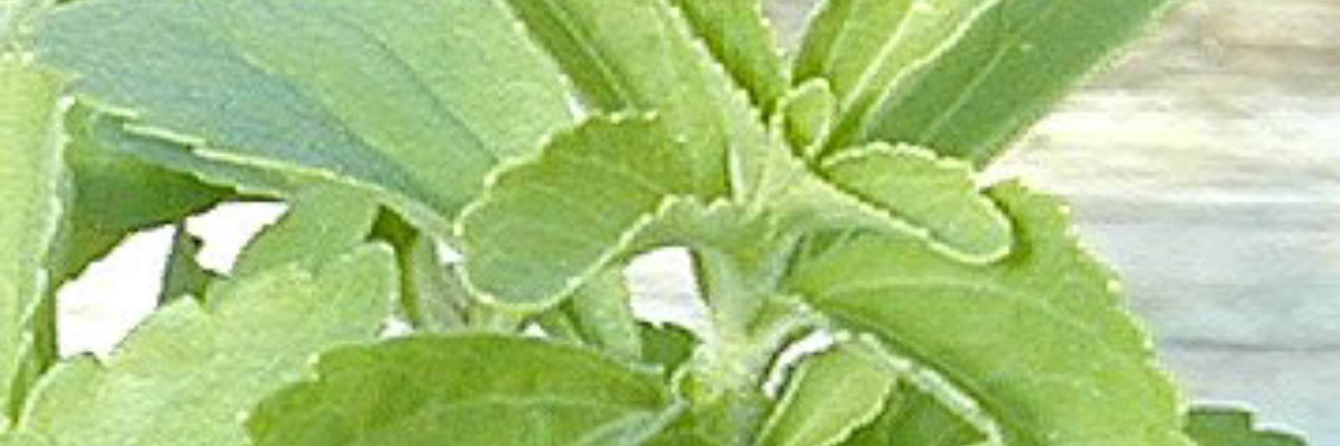 Stevia Rebaudiana Suikerplant Honingkruid Steviaplantjes